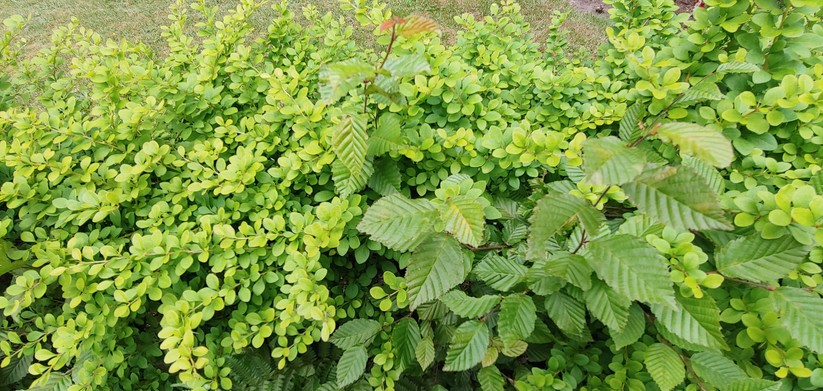 Weitwinkel-Aufnahme bei Tageslicht ohne KI-Funktion