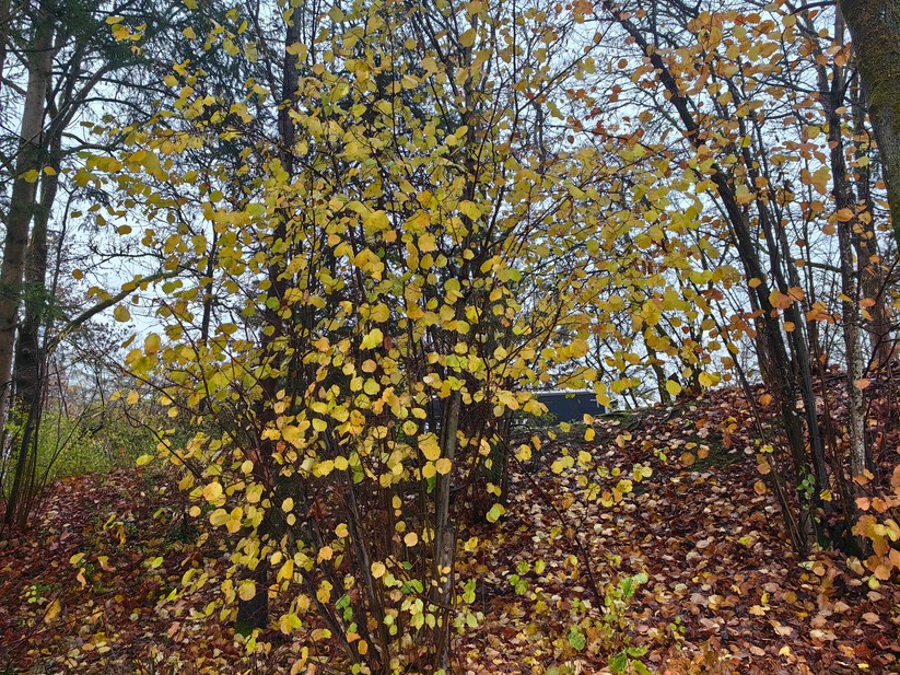 Huawei Mate 50 Pro - Originalaufnahmen