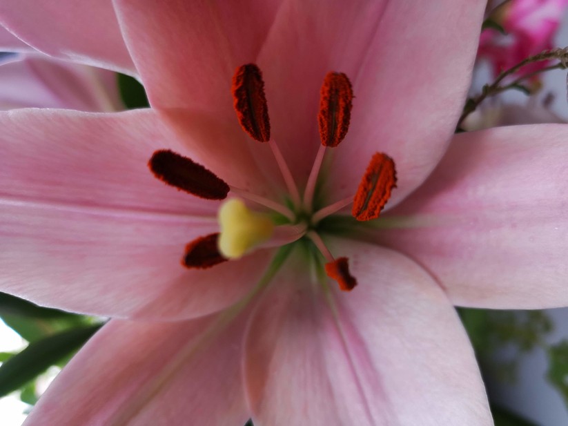 Nahaufnahme bei Tageslicht