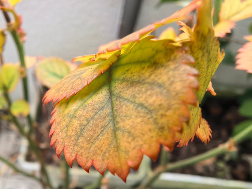 Huawei Mate X6 - Originalaufnahmen 