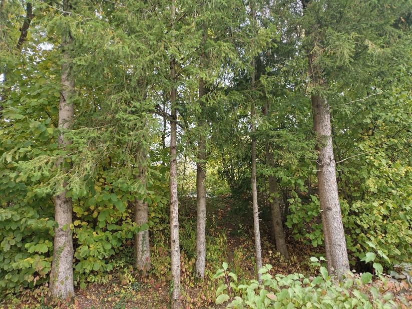 Nokia XR21 - Originalaufnahmen 