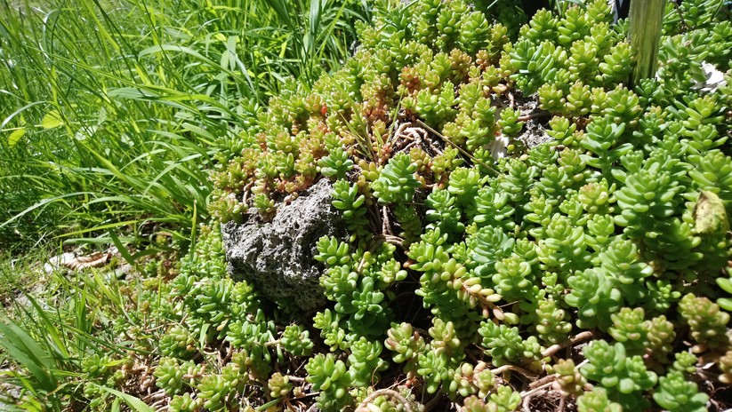 Die Fotos der Hauptkamera des XA1 Ultra sehen großartig aus.