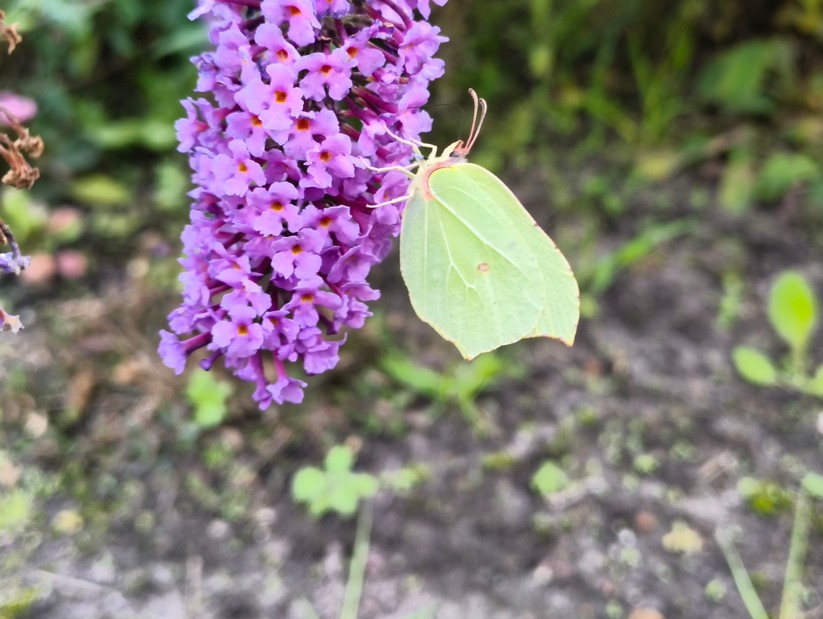 CMF Phone 2 Pro - Originalaufnahmen 