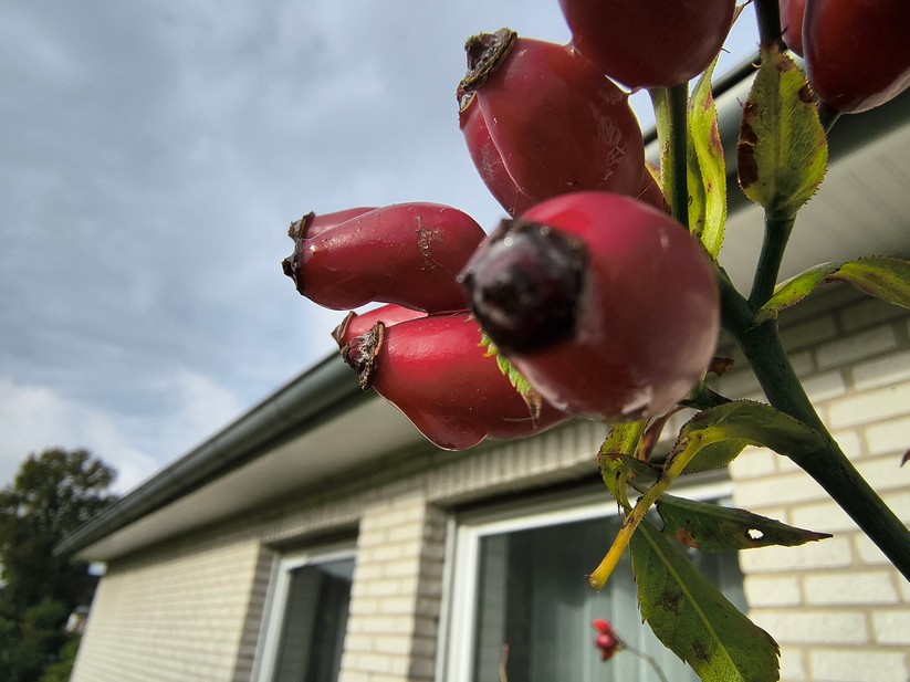 Motorola Razr 60 - Originalaufnahmen