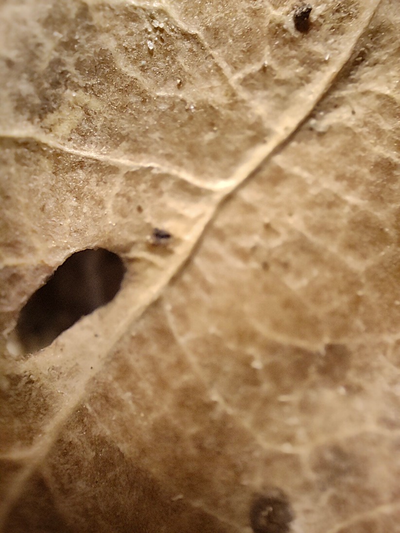 Realme GT 2 Pro - Originalaufnahmen 