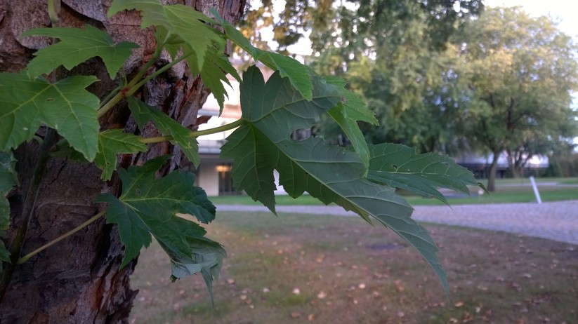 Nokia Lumia 930
