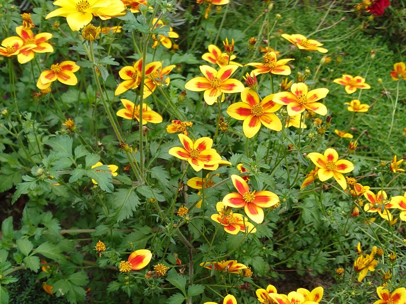 Sony Xperia 1 VII - Originalaufnahmen 