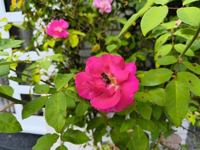 CMF Phone 2 Pro - Originalaufnahmen 