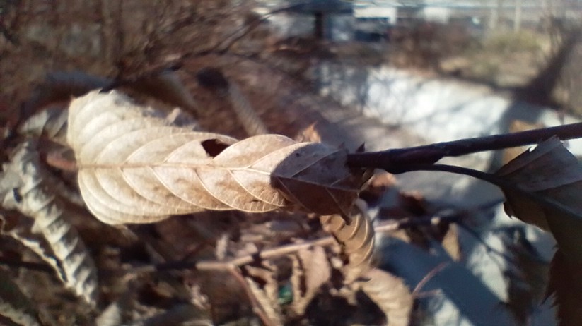 Nokia G21: Originalaufnahmen