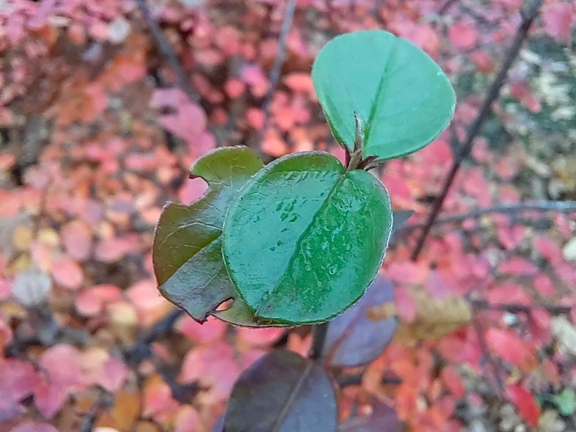 Huawei Nova 9 (Originalaufnahmen)