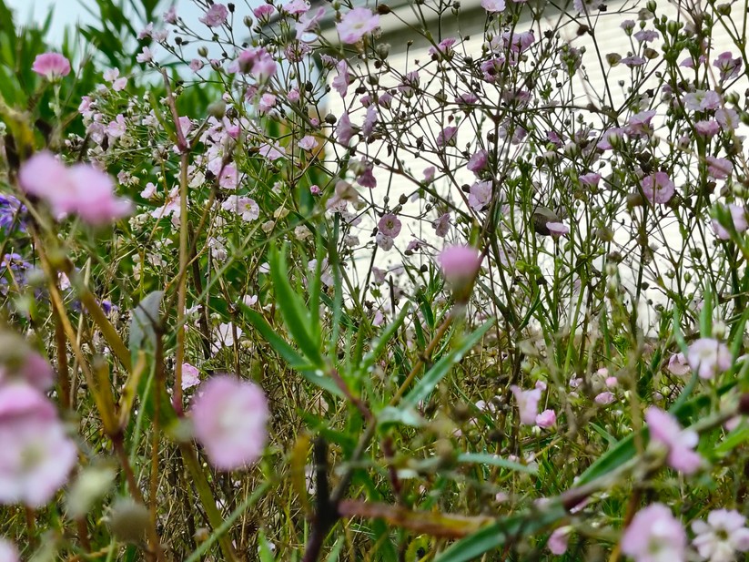 Motorola Razr 60 - Originalaufnahmen