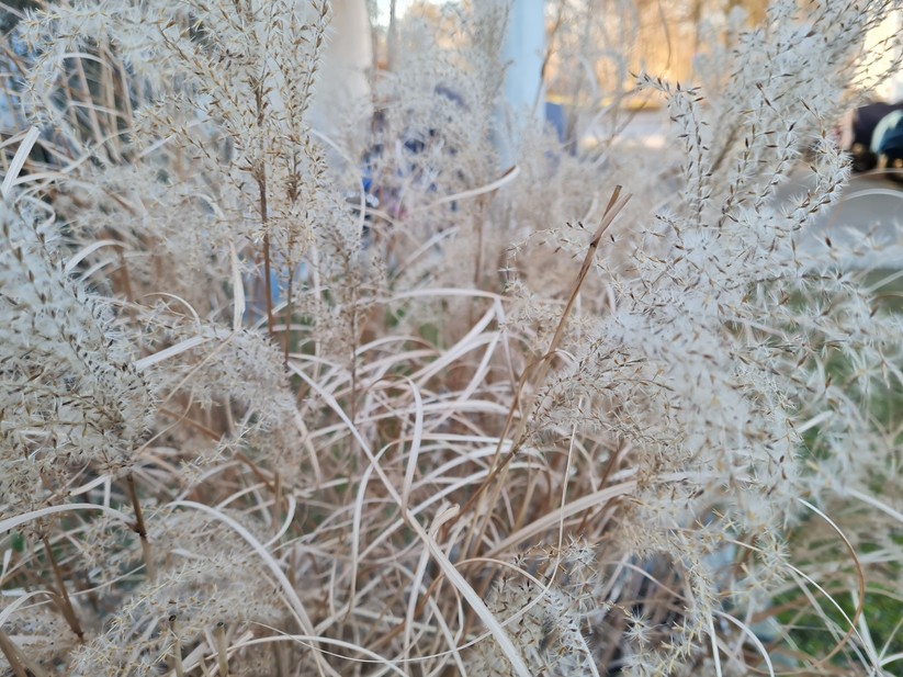 Samsung Galaxy S20 FE