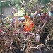 Testfoto geschossen mit einem Sony Ericsson Xperia pro | BestBoyZ