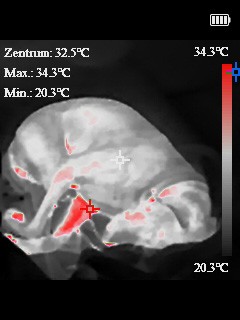 Testaufnahmen Topdon TC004 Mini