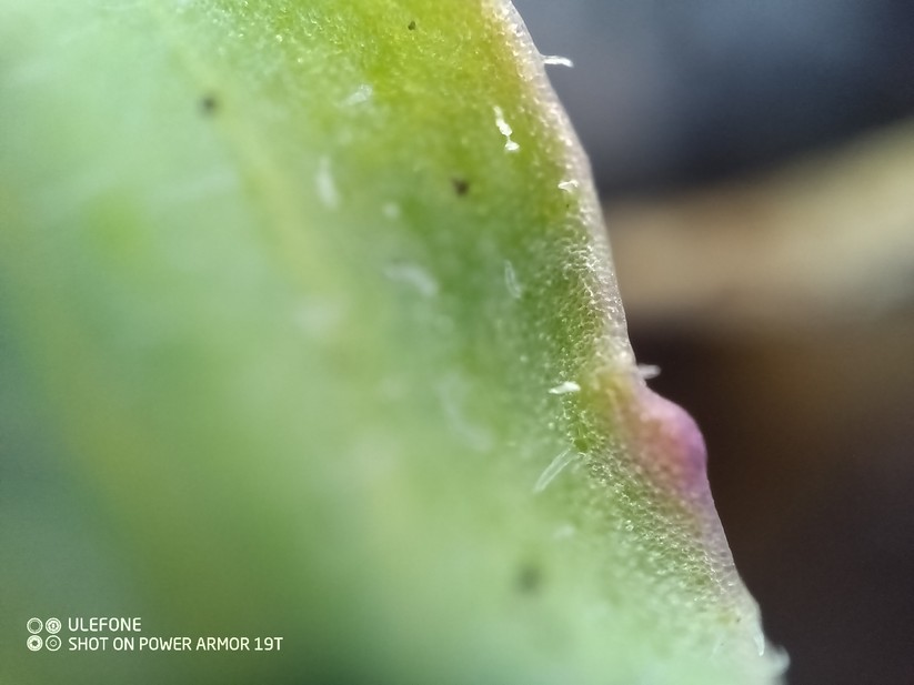 Ulefone Power Armor 19T - Originalaufnahmen