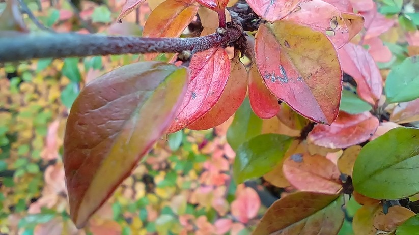 Fotos mit dem Vivo Y72 5G