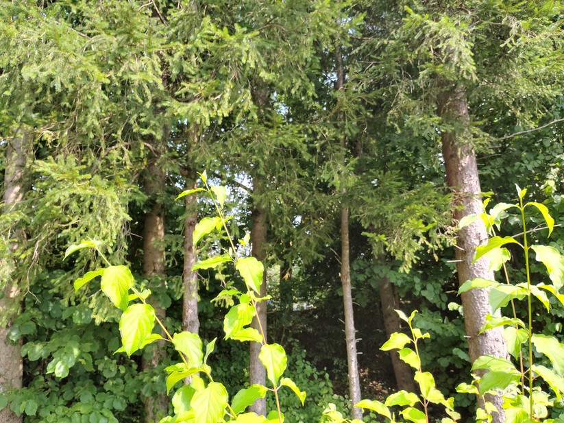 T Phone 2 Pro - Originalaufnahmen