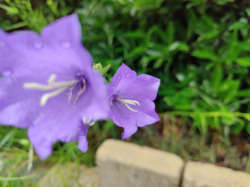 Oneplus 9