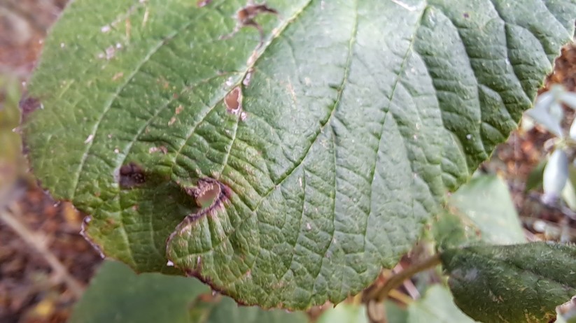 Samsung Galaxy A53 - Originalaufnahmen 