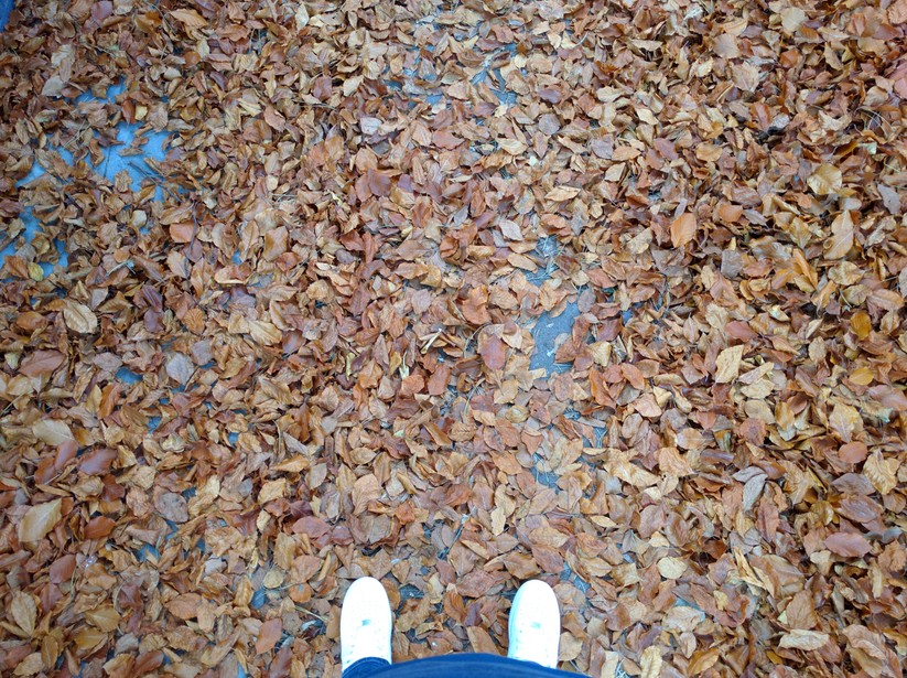 Google Nexus 5X (day light)