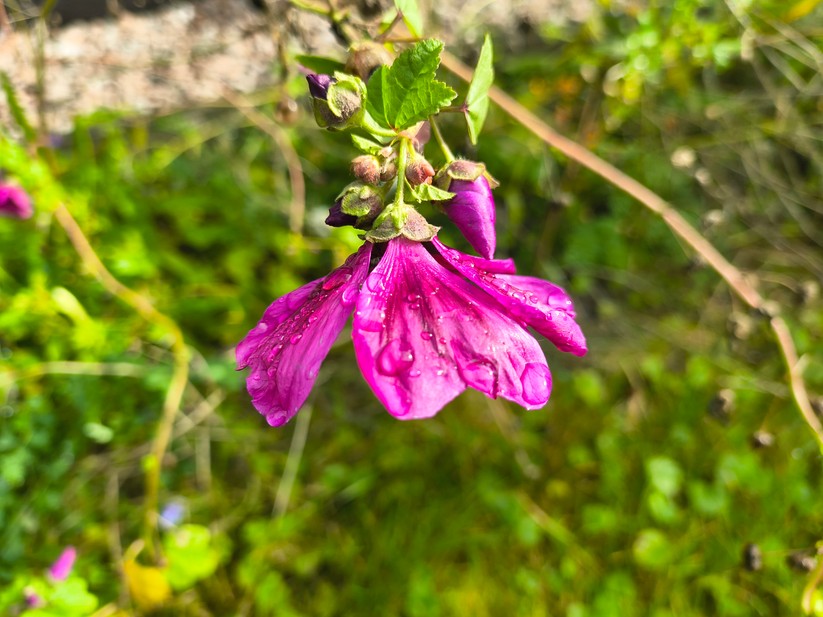 Motorola Razr 60 - Originalaufnahmen