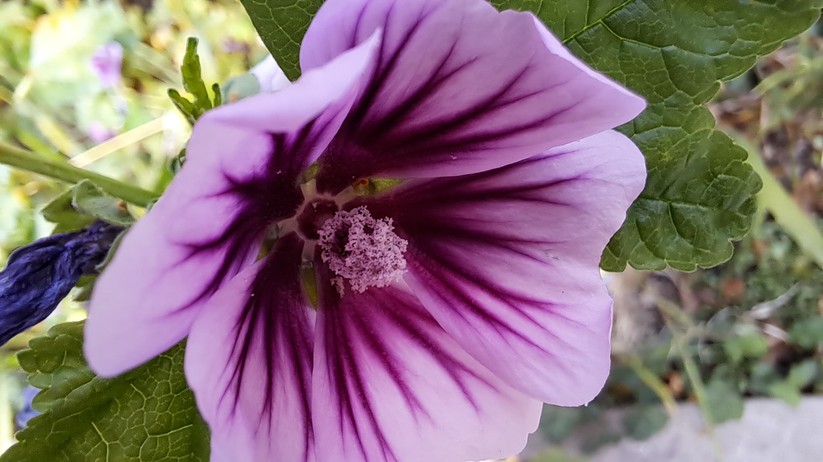 Samsung Galaxy A53 - Originalaufnahmen 