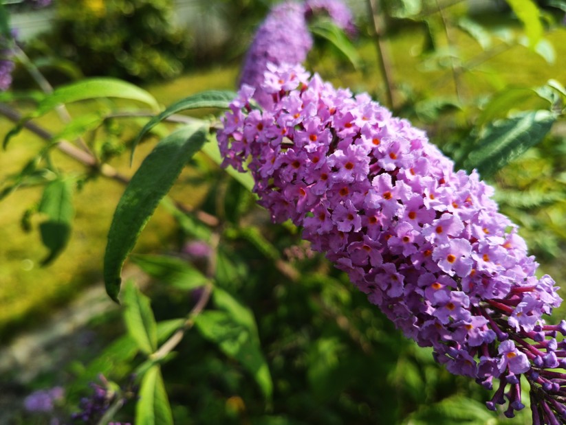 Blackview BV8200 - Originalaufnahmen