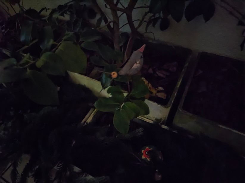 Poco F8 Pro - Originalaufnahmen 