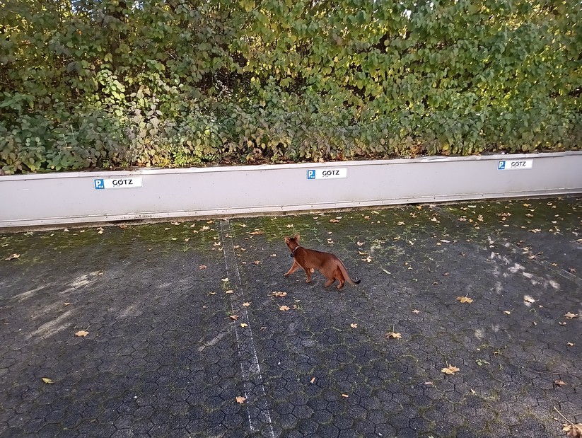 Cat S75 - Originalaufnahmen