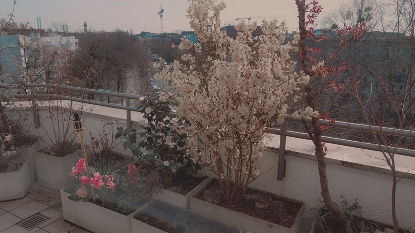 Mit dem Samsung Galaxy A52 geschossene Fotos