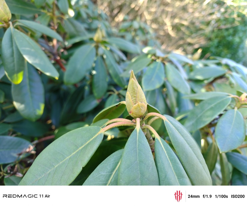 Testfoto – Redmagic 11 Air 