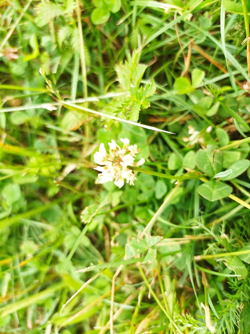 Xiaomi Redmi Note 10 5G