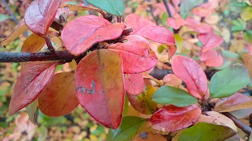 Fotos mit dem Vivo Y72 5G