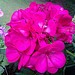 Testfoto geschossen mit einem HTC ChaCha | BestBoyZ