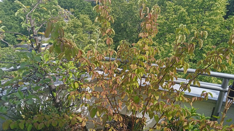 Fotos des Nokia G10