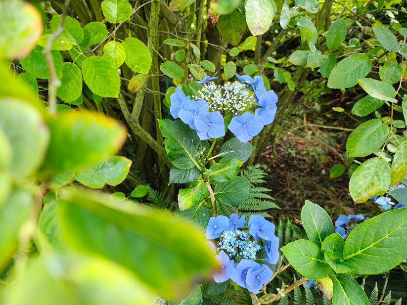 Motorola Edge 50 Pro