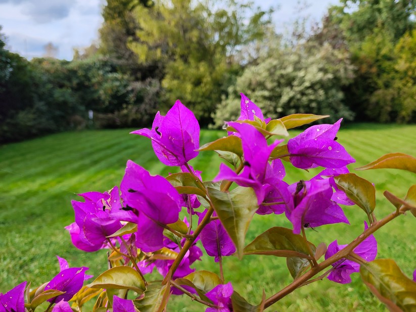 Poco F5 Pro