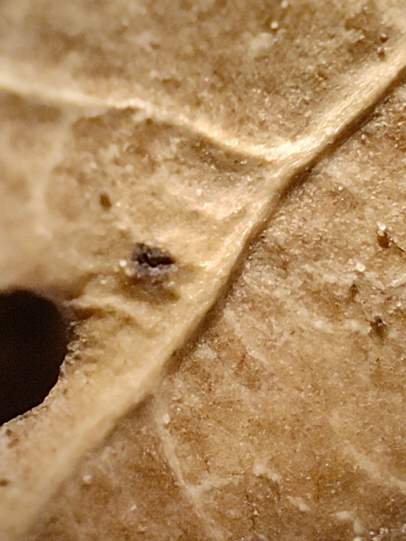 Realme GT 2 Pro - Originalaufnahmen 