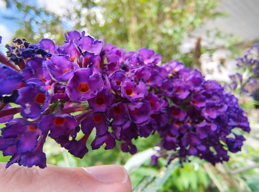 Motorola Edge 50 Pro