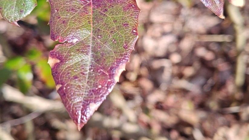 Motorola Edge 40 Pro - Originalaufnahmen