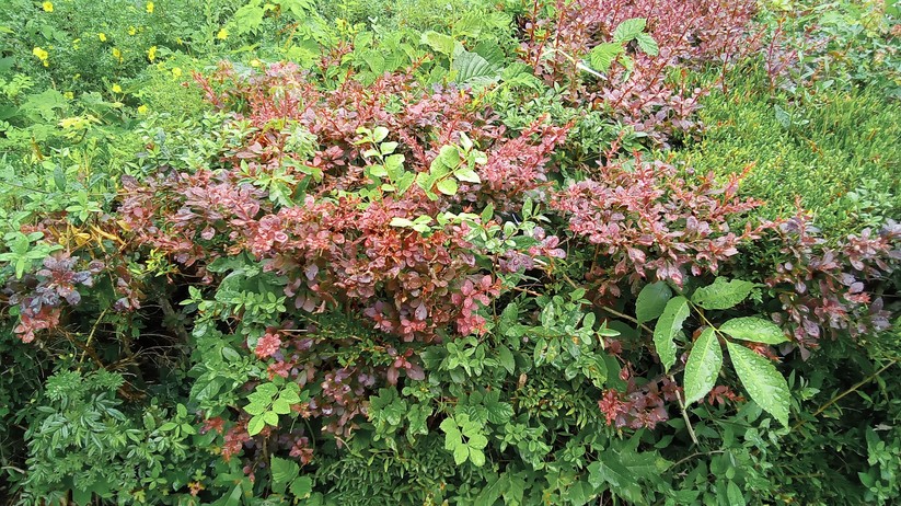 Samsung Galaxy Tab A7 Lite