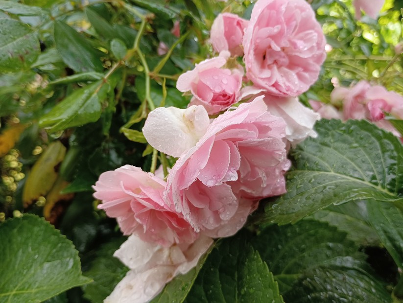 Xiaomi Redmi Note 11S 5G