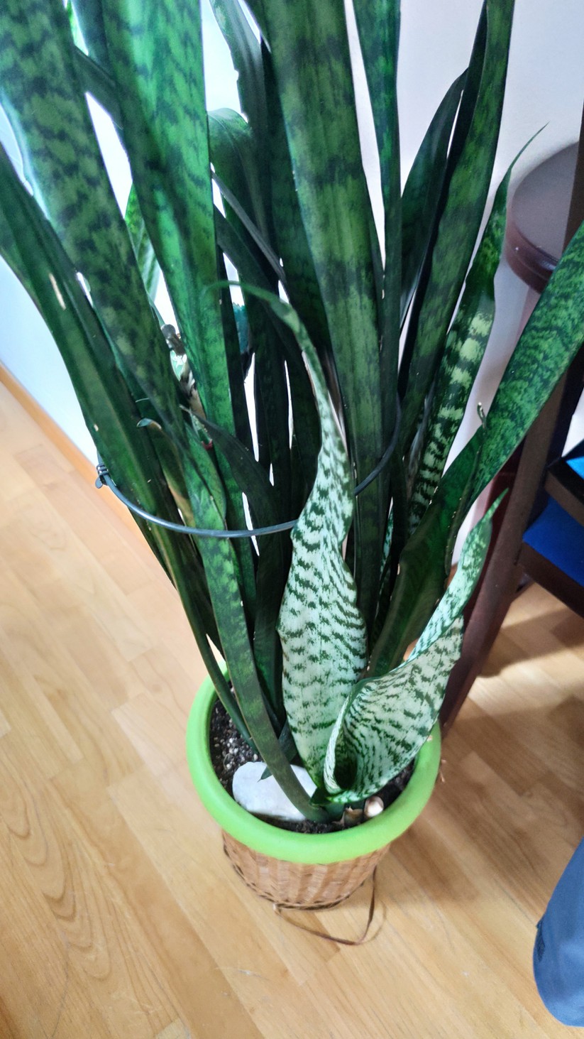 Bogenhanf und Drachenbaum verbessern das Raumklima