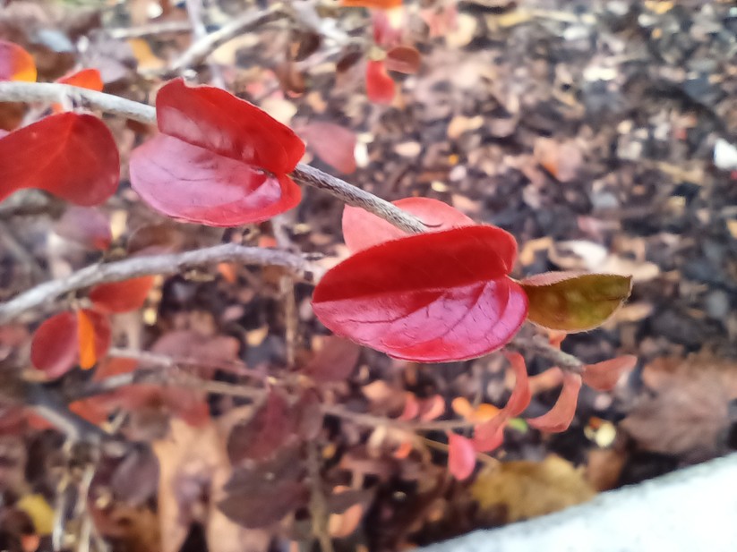 Gigaset GX6 - Originalaufnahmen