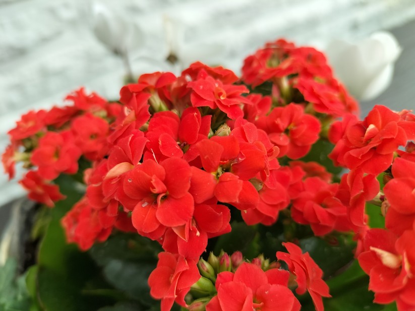 Oppo A74 5G