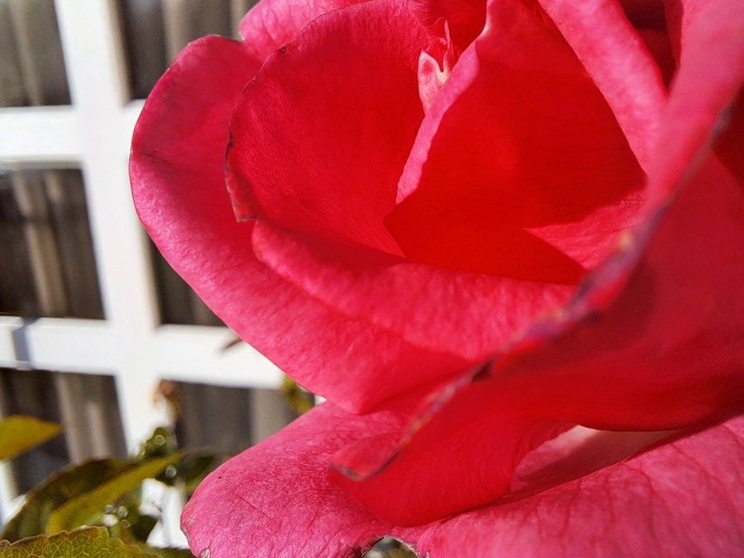 Samsung Galaxy A33 5G