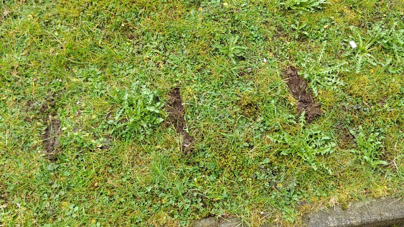 Je nach Beschaffenheit und Gesundheit des Rasens lohnt es sich zu überlegen, vom normalen Mähen auf das Mulchen umzusteigen.