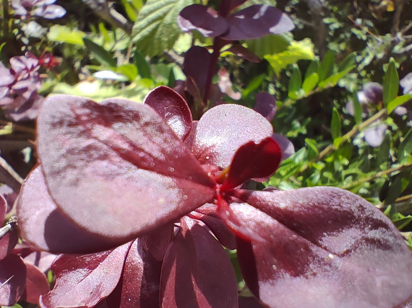 Realme GT Neo 3T - Originalaufnahmen 