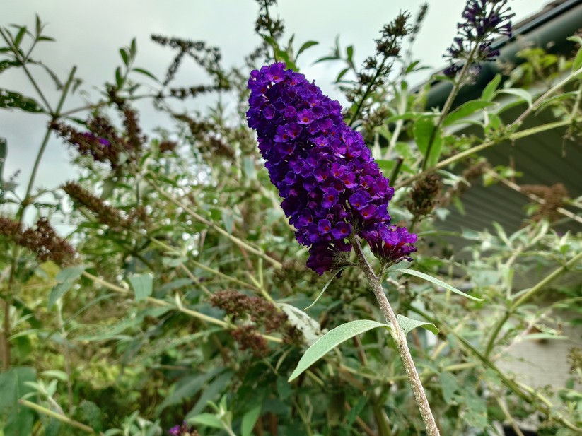 Sony Xperia 1 VII - Originalaufnahmen 