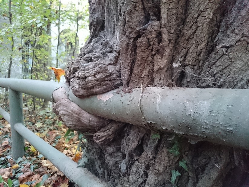 Sony Xperia Z3 compact – Testfoto